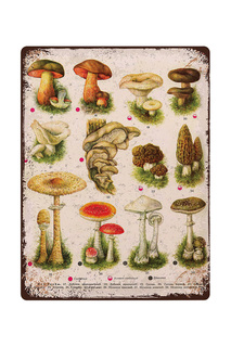 Жестяная табличка Виды грибов Декоративная жесть