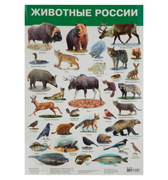 Плакат Дрофа Животные России