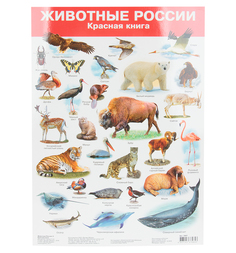 Плакат Дрофа Животные России 2 Красная книга