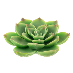 Свеча Edg echeveria 7х22см