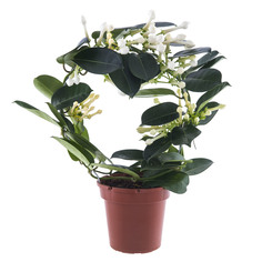 Стефанотис пирамида в ассортименте Stephanotis P11 ldg Noname