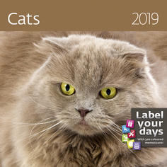 Календарь настенный перекидной Cats кошки на 2019 год Экслибрис