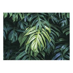 Картина (70х50 см) Тропическое растение SE-102-254 Ekoramka