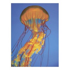Картина (30х40 см) Медуза SE-102-108 Ekoramka