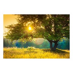 Картина (60х40 см) Дерево в лучах солнца HE-101-824 Ekoramka