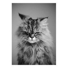 Картина (50х70 см) Кот HE-101-671 Ekoramka