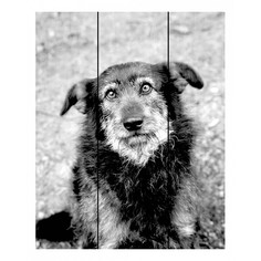 Картина (90х90 см) Черный пес DE-104-206 Ekoramka