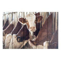 Картина (90х60 см) Коровы DE-104-275 Ekoramka