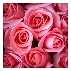 Картина (40х40 см) Розовые розы HE-101-929 Ekoramka