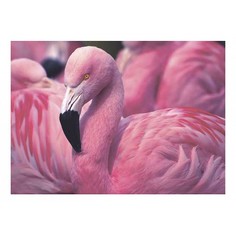 Картина (70х50 см) Розовый фламинго SE-102-261 Ekoramka