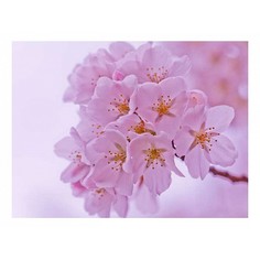 Картина (40х30 см) Маленькие розовые цветы на ветке HE-101-698 Ekoramka