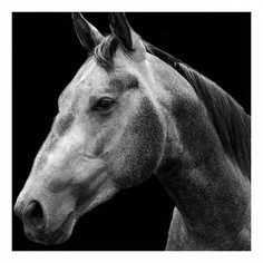 Картина (30х30 см) Конь на черном HE-101-461 Ekoramka