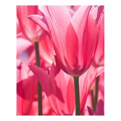 Картина (40х50 см) Цветущие тюльпаны HE-101-590 Ekoramka