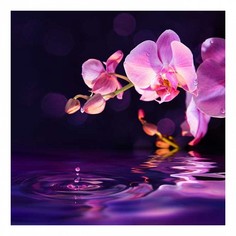 Картина (40х40 см) Розовая орхидея HE-101-925 Ekoramka