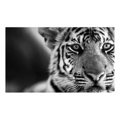 Картина (50х30 см) Тигр HE-101-735 Ekoramka
