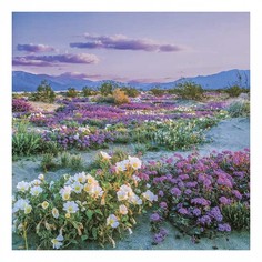 Картина (30х30 см) Цветущая пустыня SE-102-285 Ekoramka