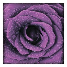 Картина (30х30 см) Фиолетовая роза SE-102-277 Ekoramka