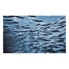 Картина (50х30 см) Косяк рыб SE-102-218 Ekoramka