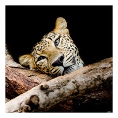 Картина (30х30 см) Леопард HE-101-463 Ekoramka