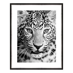 Картина (40х50 см) Леопард BE-103-327 Ekoramka