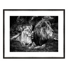Картина (50х40 см) Лев и львица BE-103-325 Ekoramka