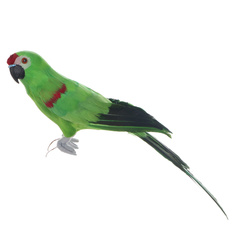 Подвеска Shishi ny попугай красно-зелёный 45см