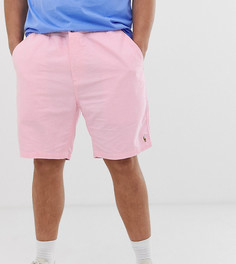 Розовые шорты-чиносы с логотипом Polo Ralph Lauren Big & Tall - Prepster-Розовый