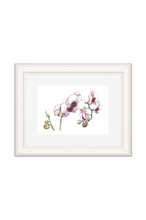 Картина "Цветение орхидеи" OLGA GLAZUNOVA