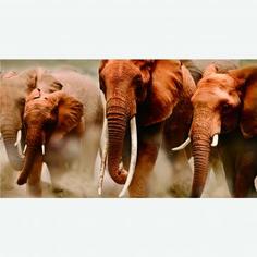 Фотообои флизелиновые «Слоны» 200х370 cм Concept