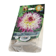 Георгина Simple pleasures caproz josephine 1шт