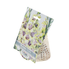 Гладиолус Simple pleasures oracle 10шт