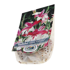 Гладиолус Simple pleasures galaxian 10шт