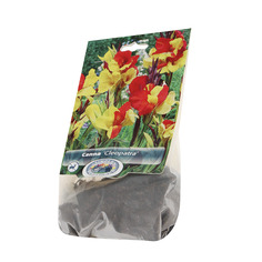 Канна Simple pleasures cleopatra 1шт