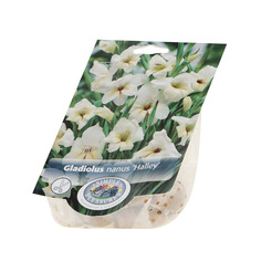 Гладиолус Simple pleasures halley 10шт