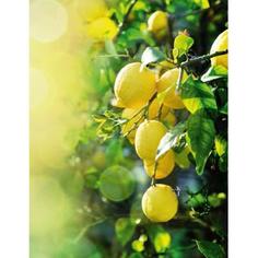 Фотообои «Лимонная свежесть», флизелиновые, 200x260 см, W513005 Concept