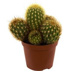 Кактус микс 8.5x12 см OZ