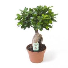 Фикус Микро Маклем 17x70 см OZ