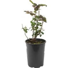 Роза флорибунда «Тиара» 19x55 см Plantmarket