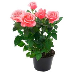 Растение Роза Кордана D10,5 H30 Да!Роза