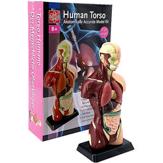 Анатомия человеческого тела, Edu-Toys