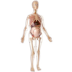 Анатомический набор Edu Toys Беременная женщина, 56 см