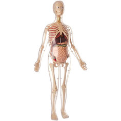 Анатомический набор Edu Toys Женщина, 56 см