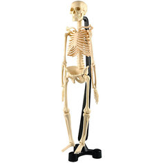 Анатомический набор Edu Toys Скелет, 46 см