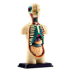 Анатомический набор "Торс", Edu-Toys