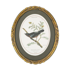 Картина Glasar Птица на ветке в овальной позолоченной раме, 23x2x28 см ГЛАСАР