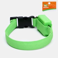 Ошейник светящийся узкий для небольших собак, 26 х 1,5 см, зелёный Пижон