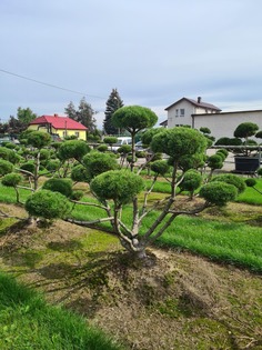 Сосна мопс бонсай 1.5-1.6 м (долина холмов) зеленый 160.0 см.