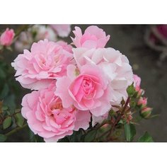 Растение Роза флорибунда Боника С1 Н37