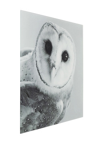 Картина Owl, 60х60 см Kare