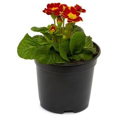 Растение Примула короткостебельная первоцвет в горшке D11 Без бренда